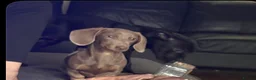 Miniature Dachshund dogs for sale: Miniature dachshund male - Advert 3