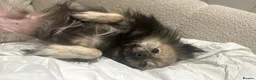 German Spitz dogs for sale: Gorgeous German spitz for sale teddy - Advert 2
