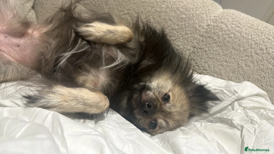 German Spitz dogs for sale: Gorgeous German spitz for sale teddy - Advert 2