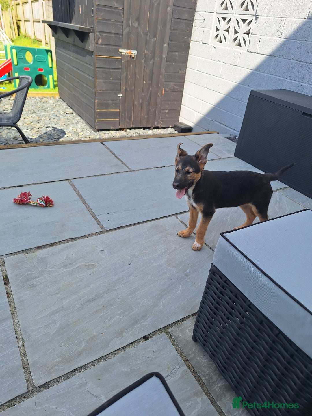Mixed Breed dogs for sale: Poppy - Image 3