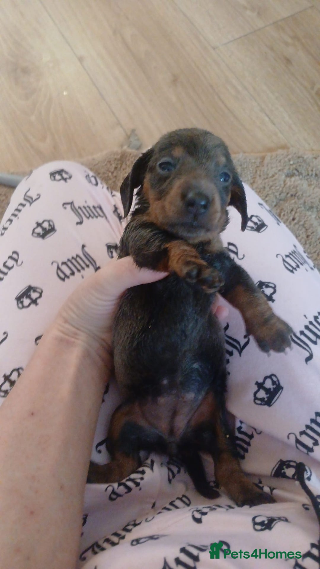 Dachshund dogs for sale: dogs  - Advert 11