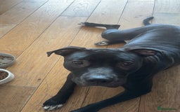 Mixed Breed dogs for sale: Dior  - Image 10