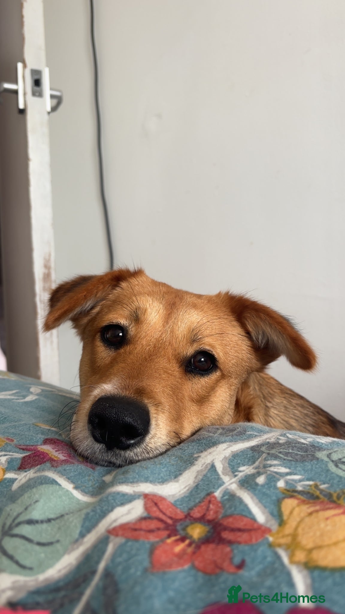 Mixed Breed dogs Korean Jindo x Sprollie  - Advert 4