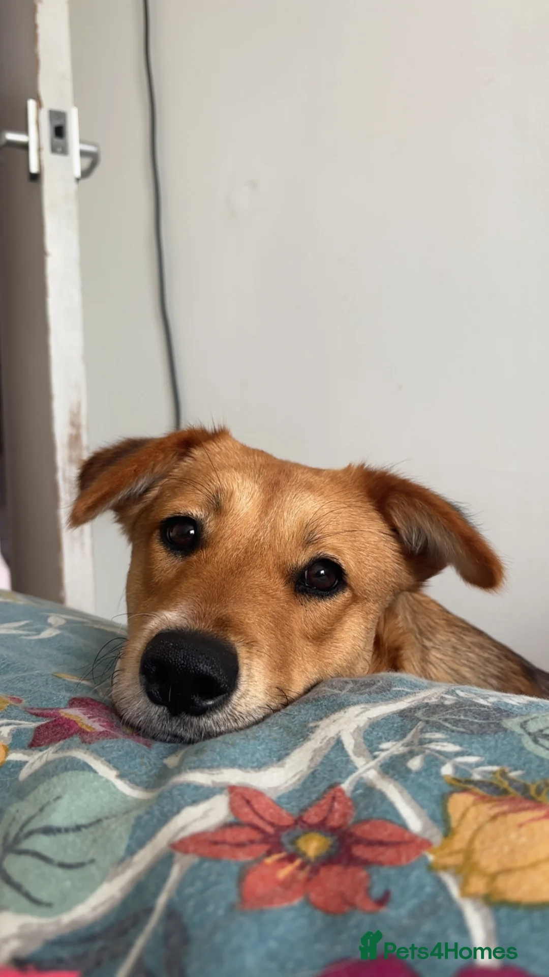 Mixed Breed dogs for sale: Korean Jindo x Sprollie  - Advert 1