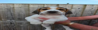 Puppy 2
