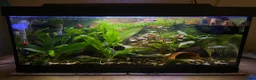 Bettas fish for sale: Established 30L tropical community tank inc betta - Advert 1