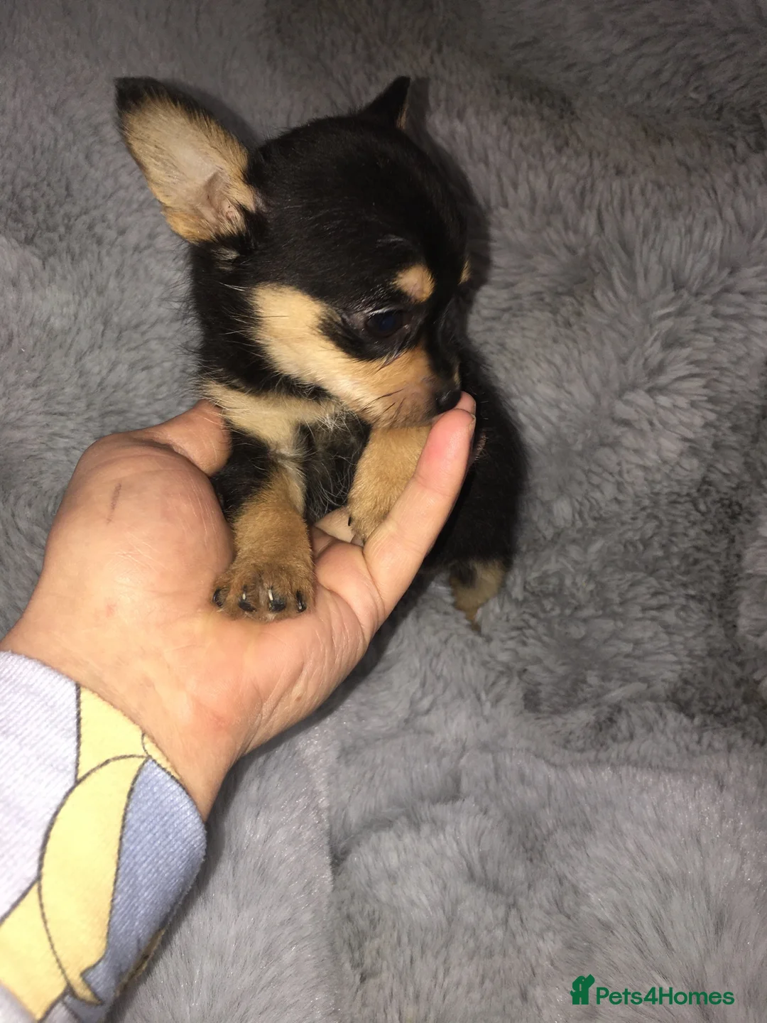 Chorkie dogs for sale: Beautiful chorkie babies - Advert 2