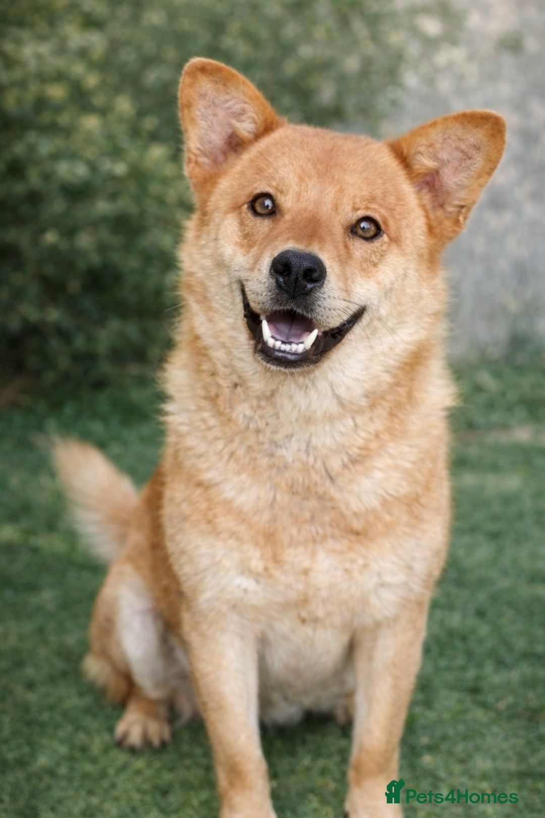 Mixed Breed dogs for adoption: Kenji 🐾❤️ He Loved First — Now It’s His Turn - Advert 2
