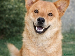 Mixed Breed dogs Kenji 🐾❤️ He Loved First — Now It’s His Turn - Advert 9