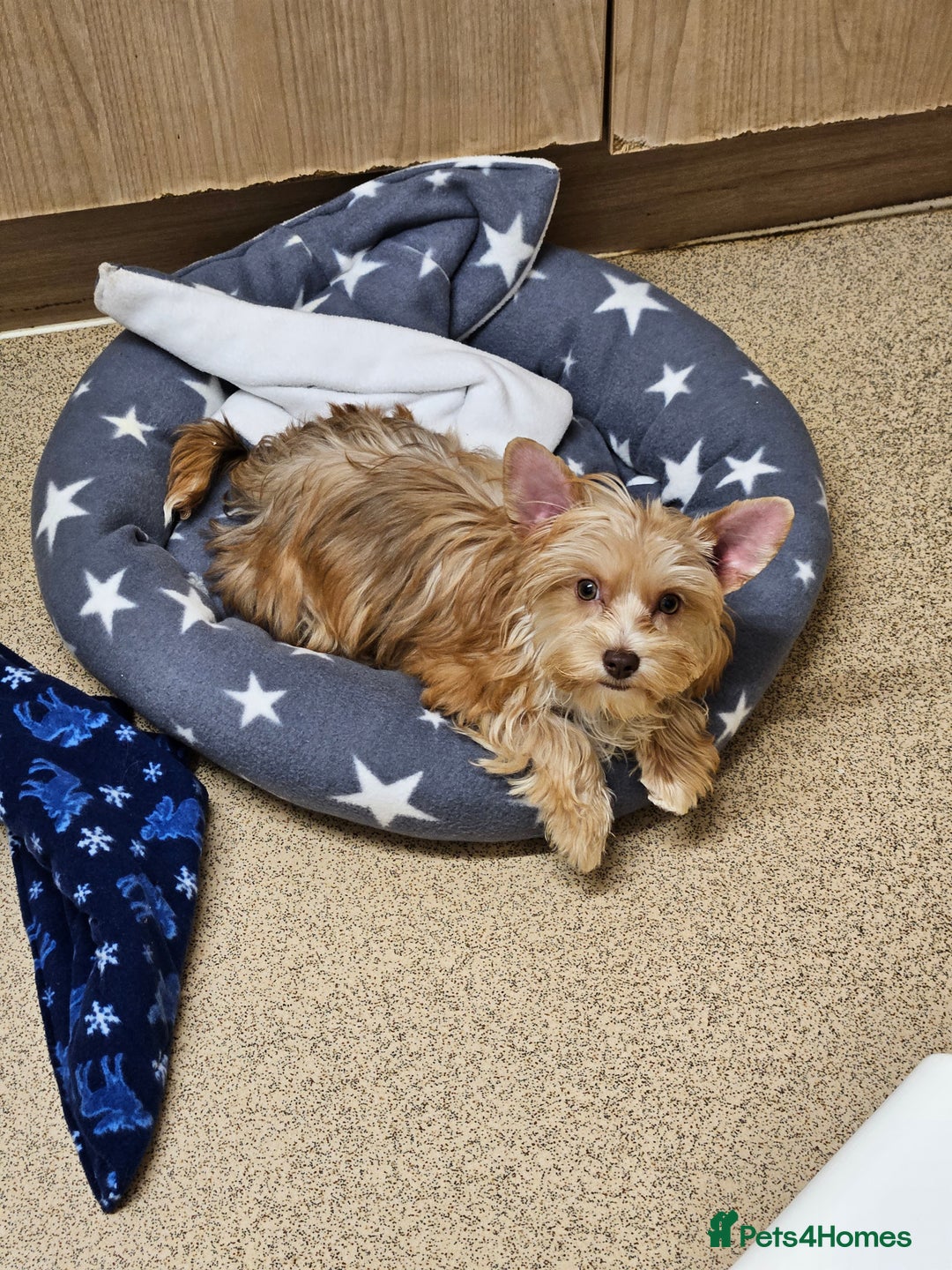 Yorkshire Terrier dogs for sale: Small Blonde Yorkie girl ready now - Advert 16