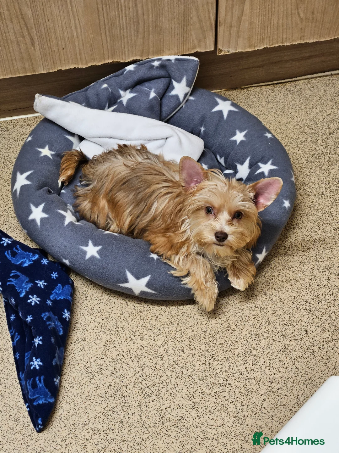 Yorkshire Terrier dogs for sale: 🤎 DNA tested mother 🤎 Blonde Yorkie girl - Advert 15