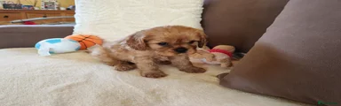 Cavalier King Charles Spaniel 5