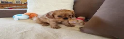 Cavalier King Charles Spaniel dogs for sale: Kc Beautiful puppies for sale. - Advert 25