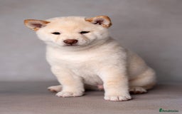 Japanese Shiba Inu dogs for sale: Beautiful Cream Shiba Inu boy for sale  - Image 9