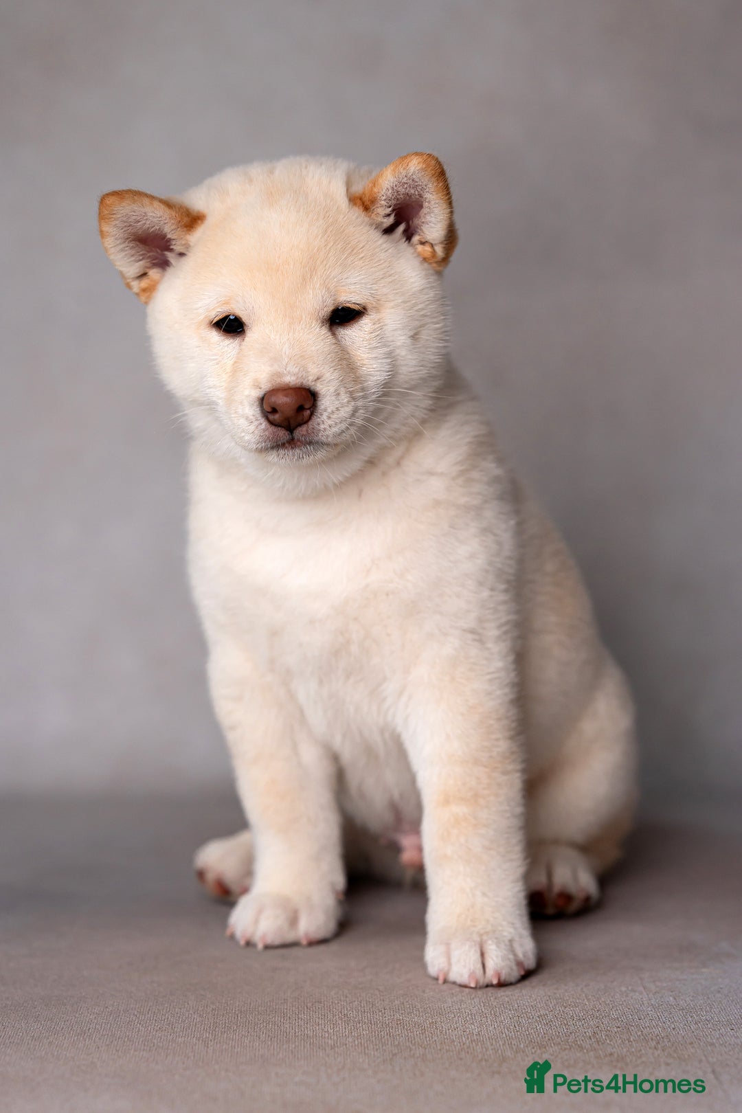 Japanese Shiba Inu dogs for sale: Beautiful Cream Shiba Inu boy for sale  - Image 9