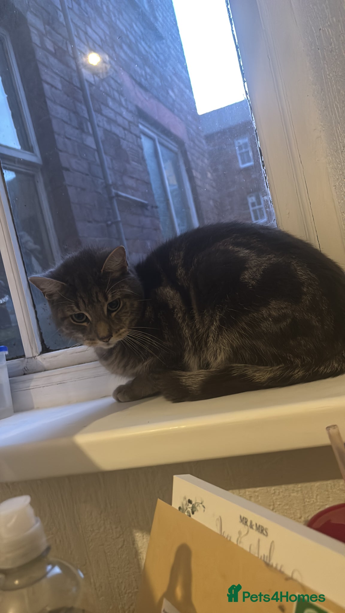 Mixed Breed cats Looking for a home for my ragdoll X bengal - Advert 1