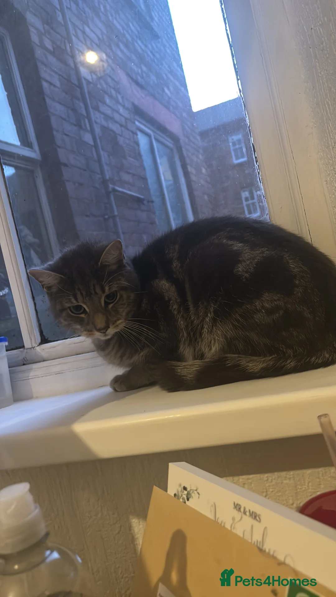 Mixed Breed cats for sale: Looking for a home for my ragdoll X bengal in Barrow-in-Furness - Advert 1