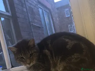 Mixed Breed cats Looking for a home for my ragdoll X bengal - Advert 2