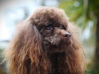 Toy Poodle dogs Toy poodle stud - Advert 1