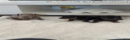 Dachshund dogs for sale: Standard Dachshund Puppies - Advert 20