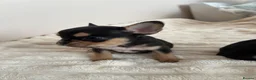 French Bulldog dogs for sale: 2 Boys frenchbulldogs in Doncaster - Advert 8