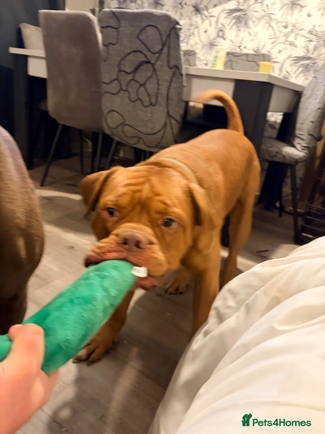 Mixed Breed dogs for sale: Litter of puppies DUE FIRST WEEK OF APRIL in Chelmsford - Advert 2