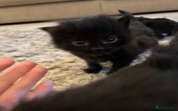 Mixed Breed cats for sale: Ragdoll cross babies fluffy babies  - Image 4