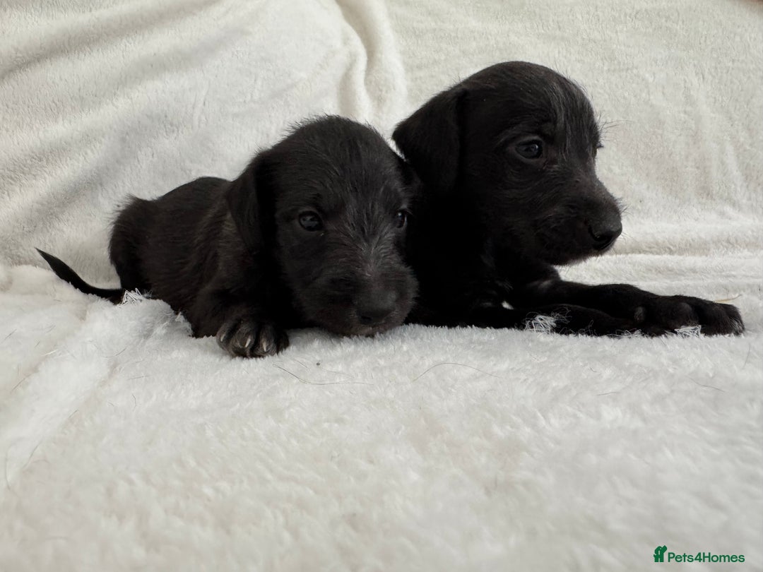 Bedlington Terrier dogs for sale: F1 bedlington terrier x whippet puppies - Image 5