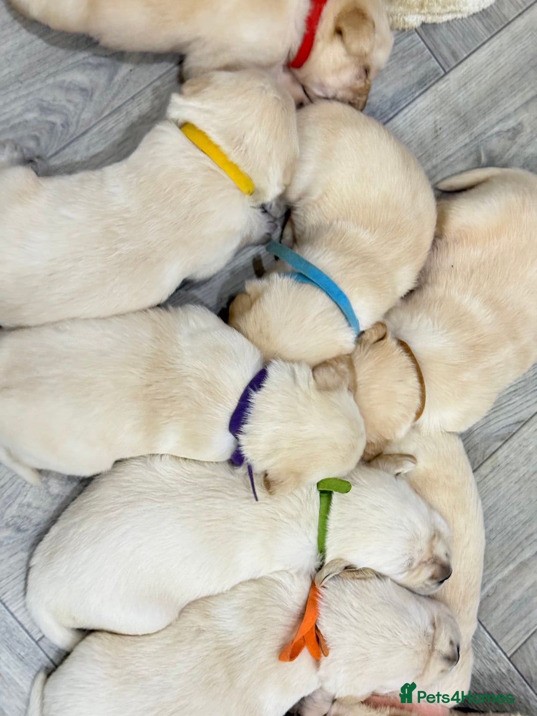Golden Retriever dogs for sale: 6 golden retriever puppies for sale - Advert 2