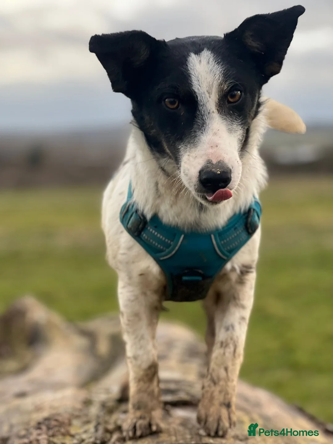 Mixed Breed dogs for adoption: Gorgeous little Andor looking for love - Advert 2