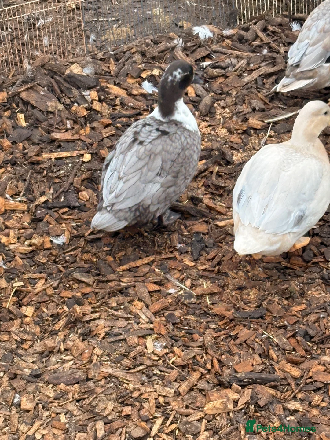 Ducks poultry for sale: Call ducks for sale  - Advert 2