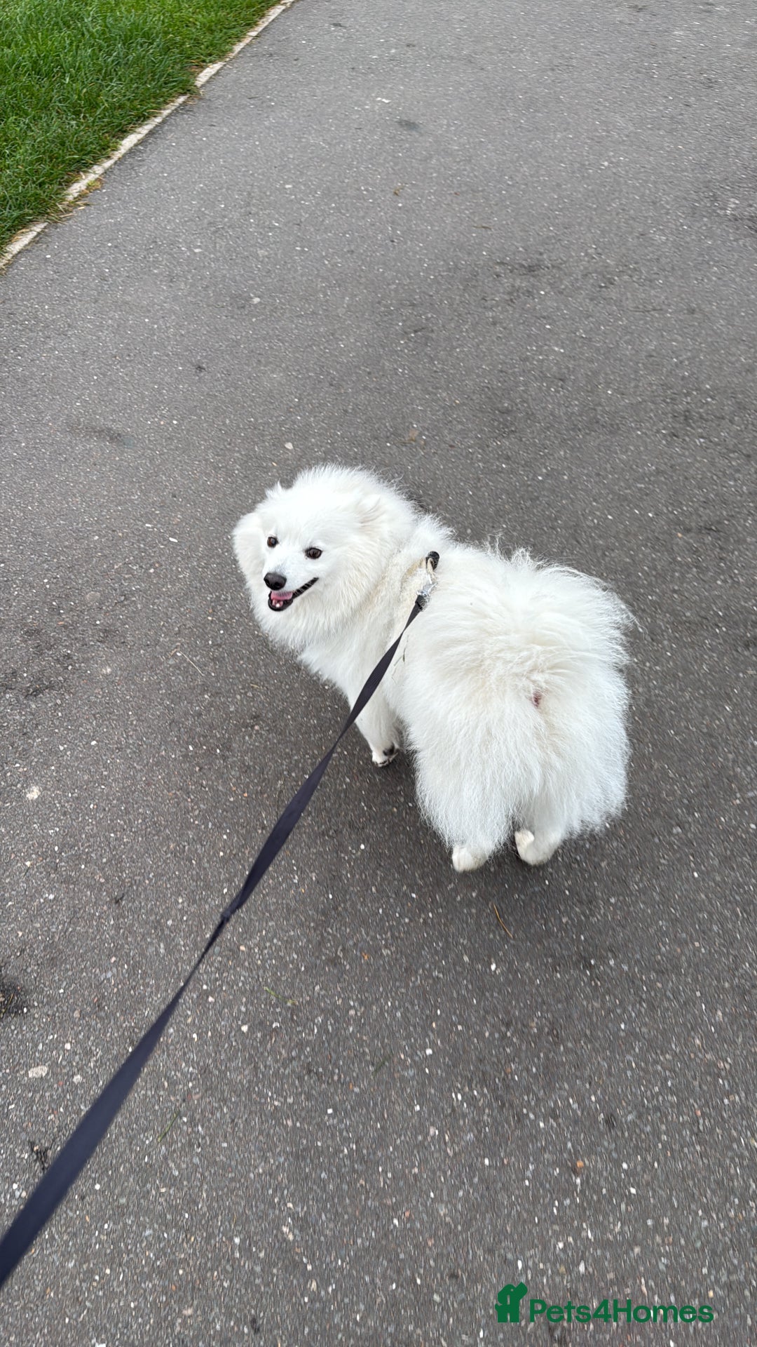Japanese Spitz dogs for stud: Looking for a wife for handsome Japanese spitz  - Advert 3
