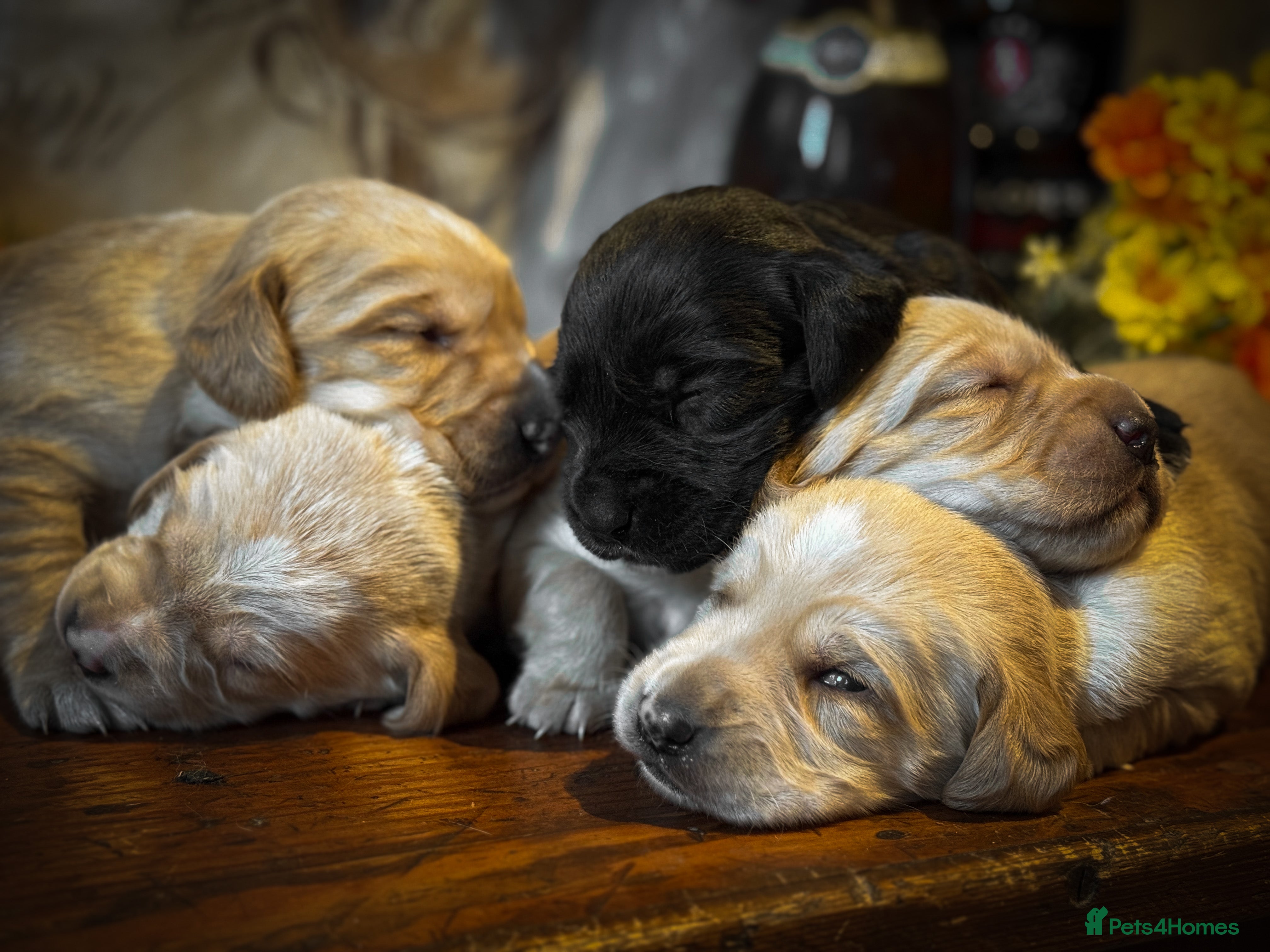 Cockerdor dogs Beautiful Back and Red Cockerdors  - Advert 15