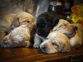 Cockerdor dogs Beautiful Back and Red Cockerdors - Advert 2