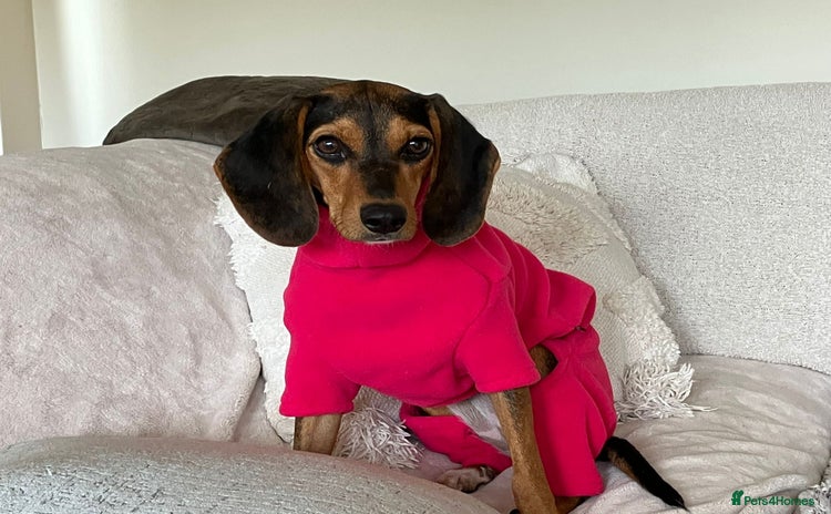 Mixed Breed dogs - Advert 10