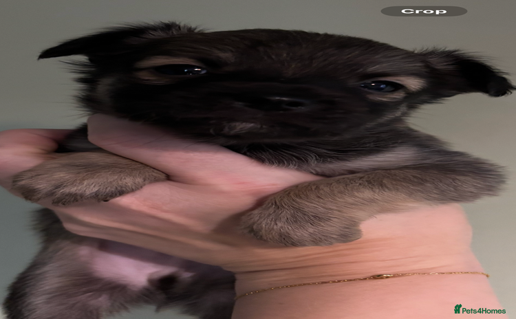 Chihuahua dogs - Advert 8