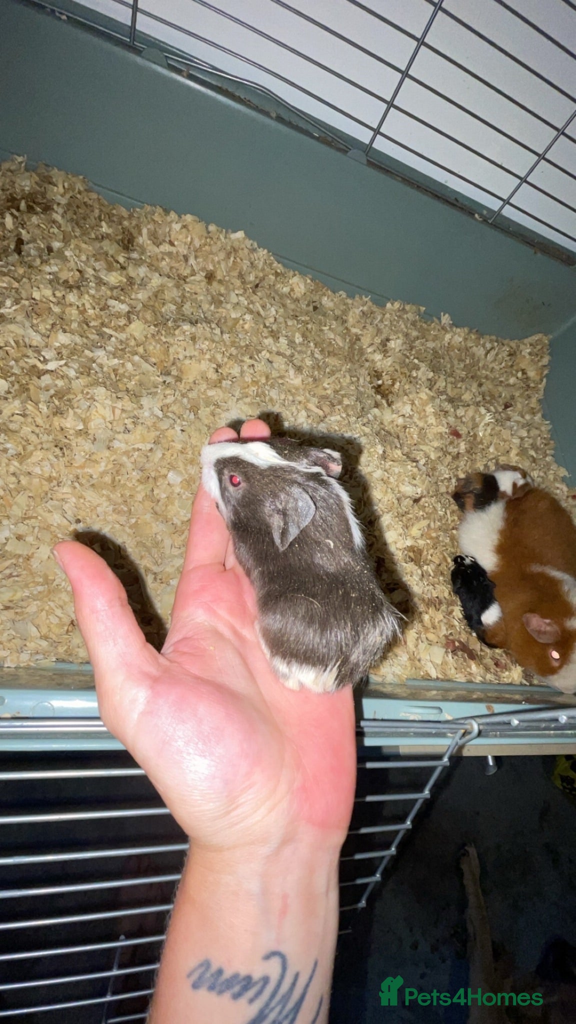 Guinea Pig rodents 2 baby sows needing forever homes - Advert 1
