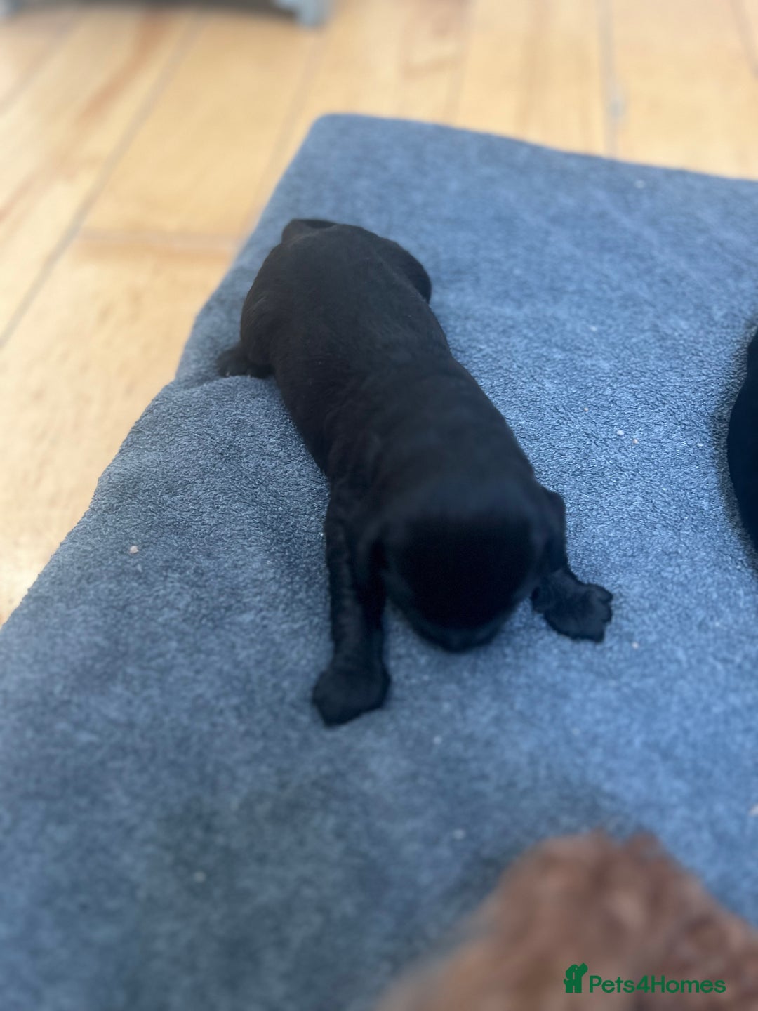 Cockapoo dogs for sale: Beautiful litter of merle and black cockapoos  - Image 4