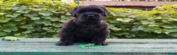 Russian Black Terrier dogs for sale: Black Russian Terrier  - Advert 4