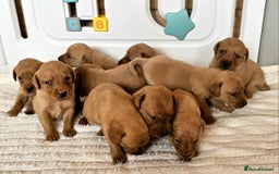 Labrador Retriever dogs for sale: THE LAST KC FOX RED GIRL READY TO LEAVE NOW  - Image 11