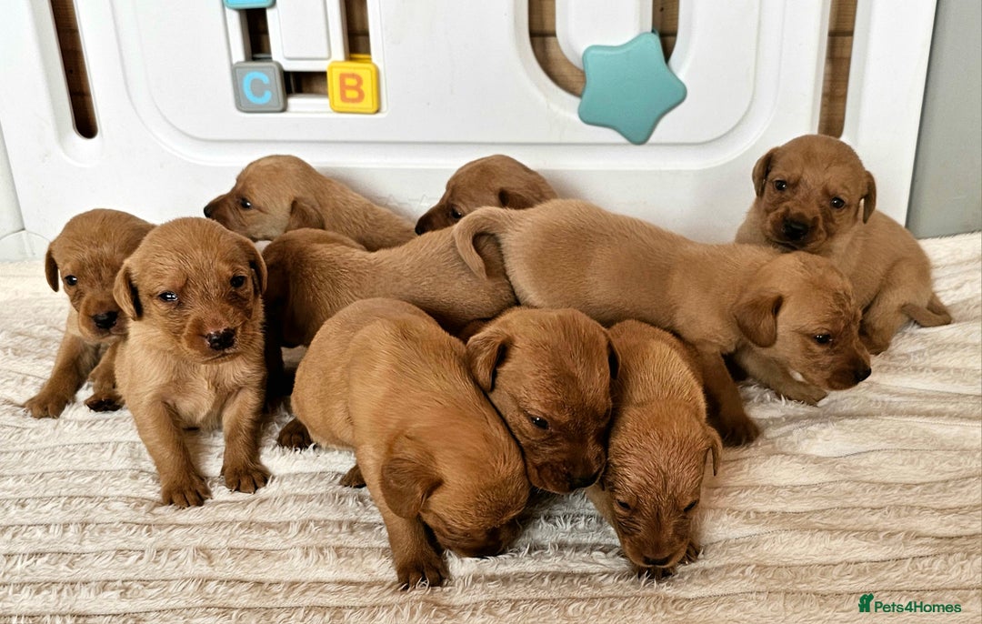 Labrador Retriever dogs for sale: THE LAST KC FOX RED GIRL READY TO LEAVE NOW  - Image 11