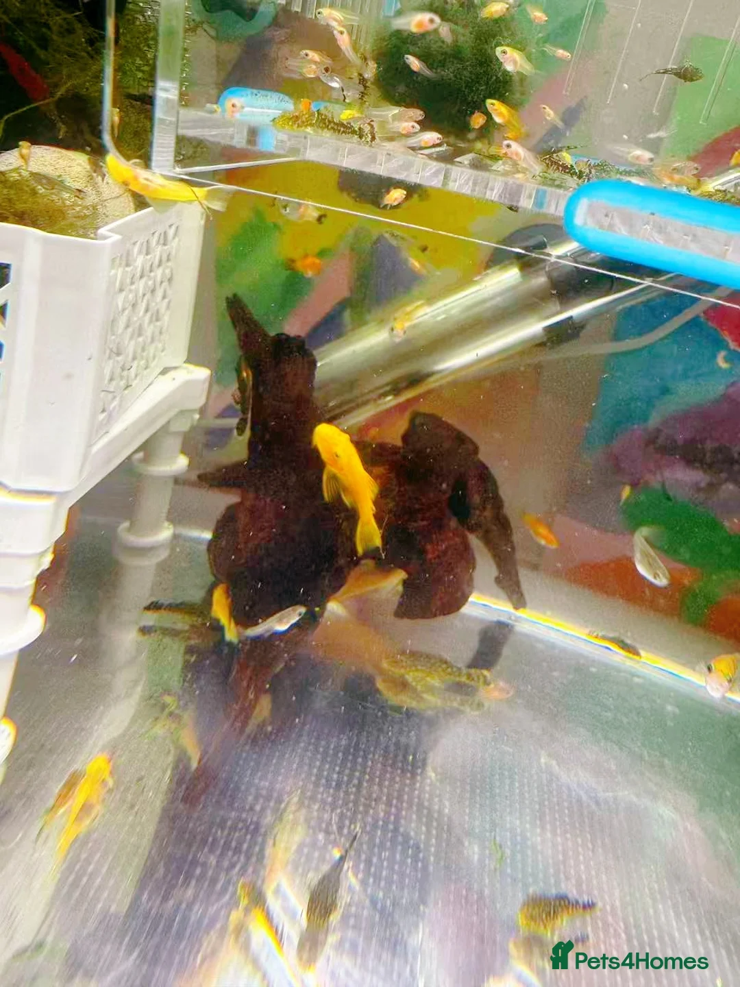 Plecos fish for sale: Bristlenose Pleco Golden&Snowflake – Various Sizes - Advert 28