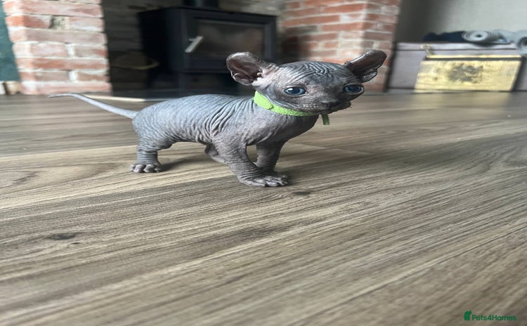Sphynx cats - Advert 3