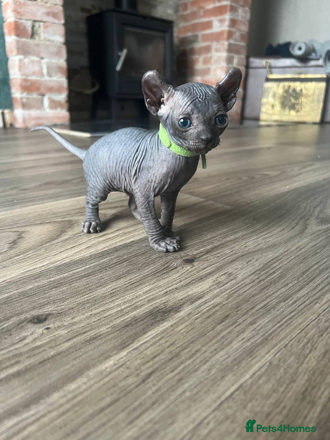 Sphynx cats for sale: TICA REGISTERED CANADIAN Elf Sphynx 1 kitten left  - Image 5