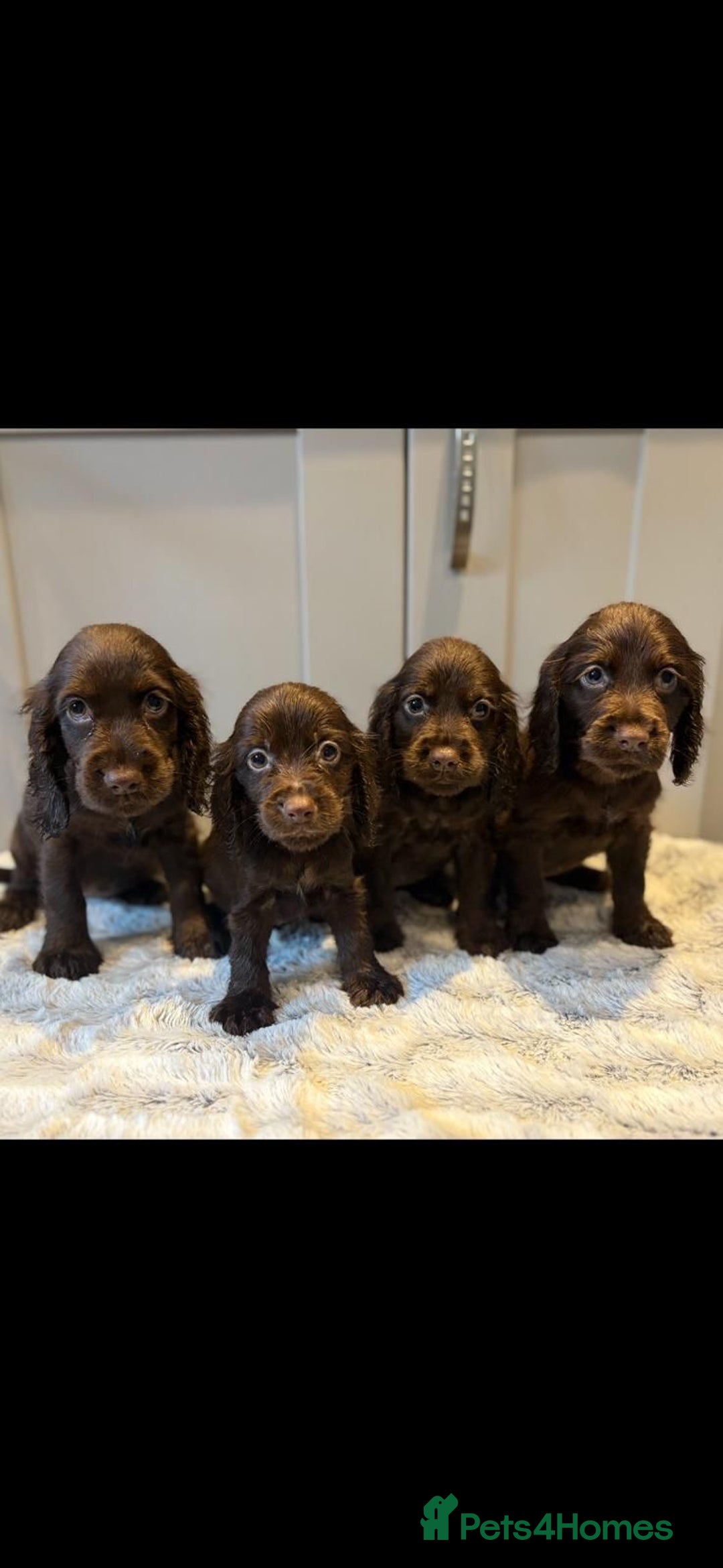 Cocker Spaniel dogs for sale: 🐾✨outstanding  cocker spaniel puppies 🐾✨ - Image 6