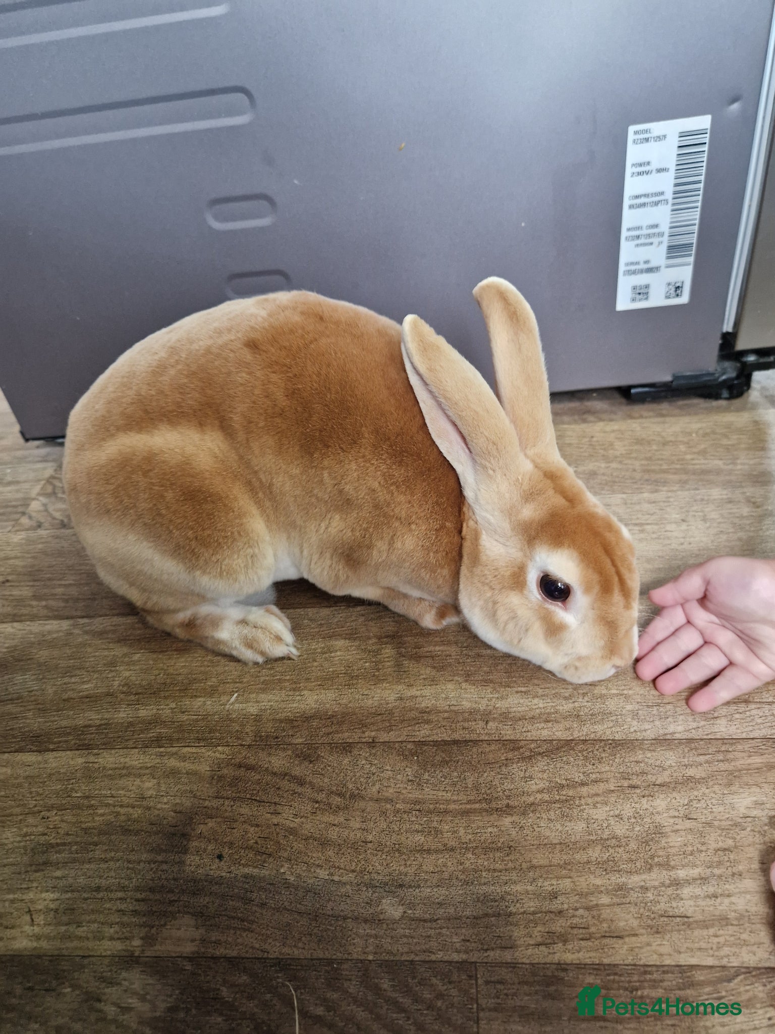 Rex rabbits Standard rex male  - Advert 2