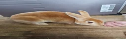 Rex rabbits for sale: Standard rex male  - Advert 1