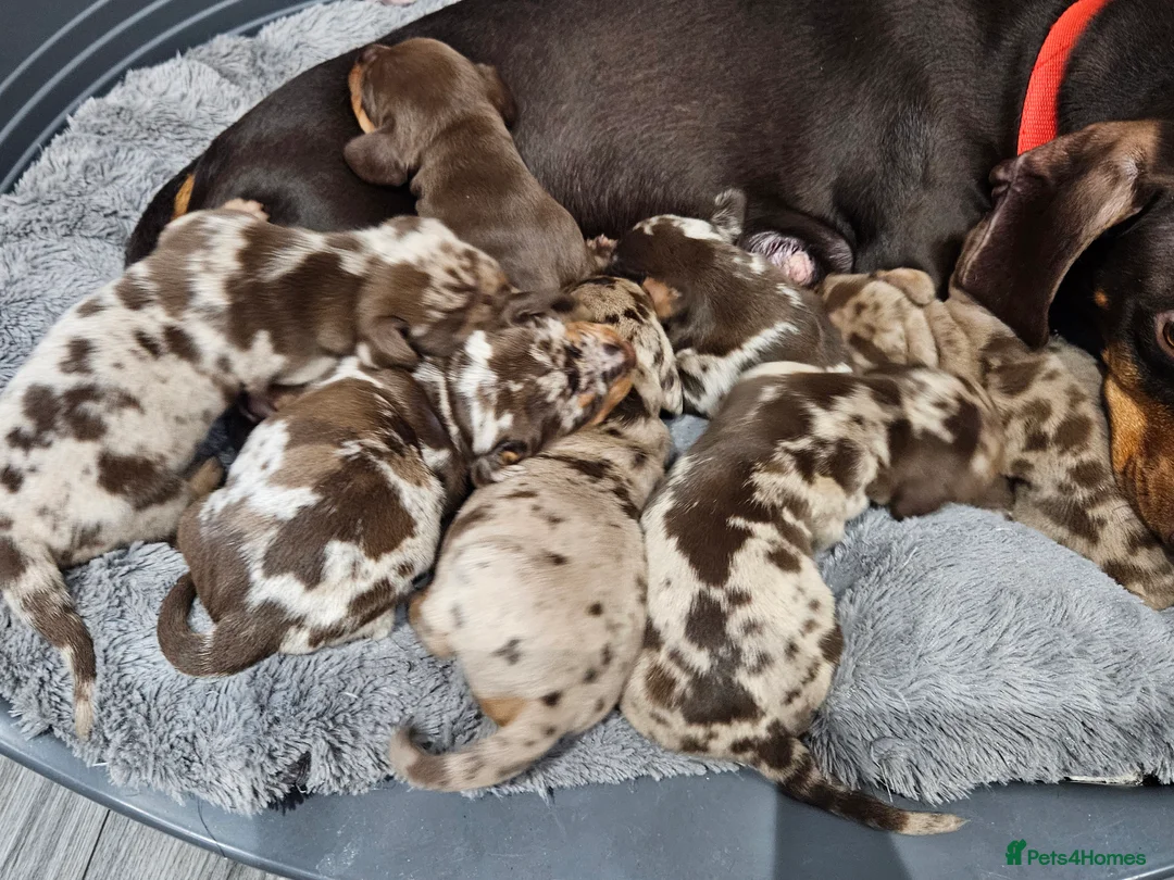 Dachshund dogs for sale: Dachshunds7puppies,only one brown girl left - Advert 2