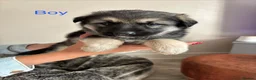 German Shepherd dogs for sale: German shepherd puppies  - Advert 9