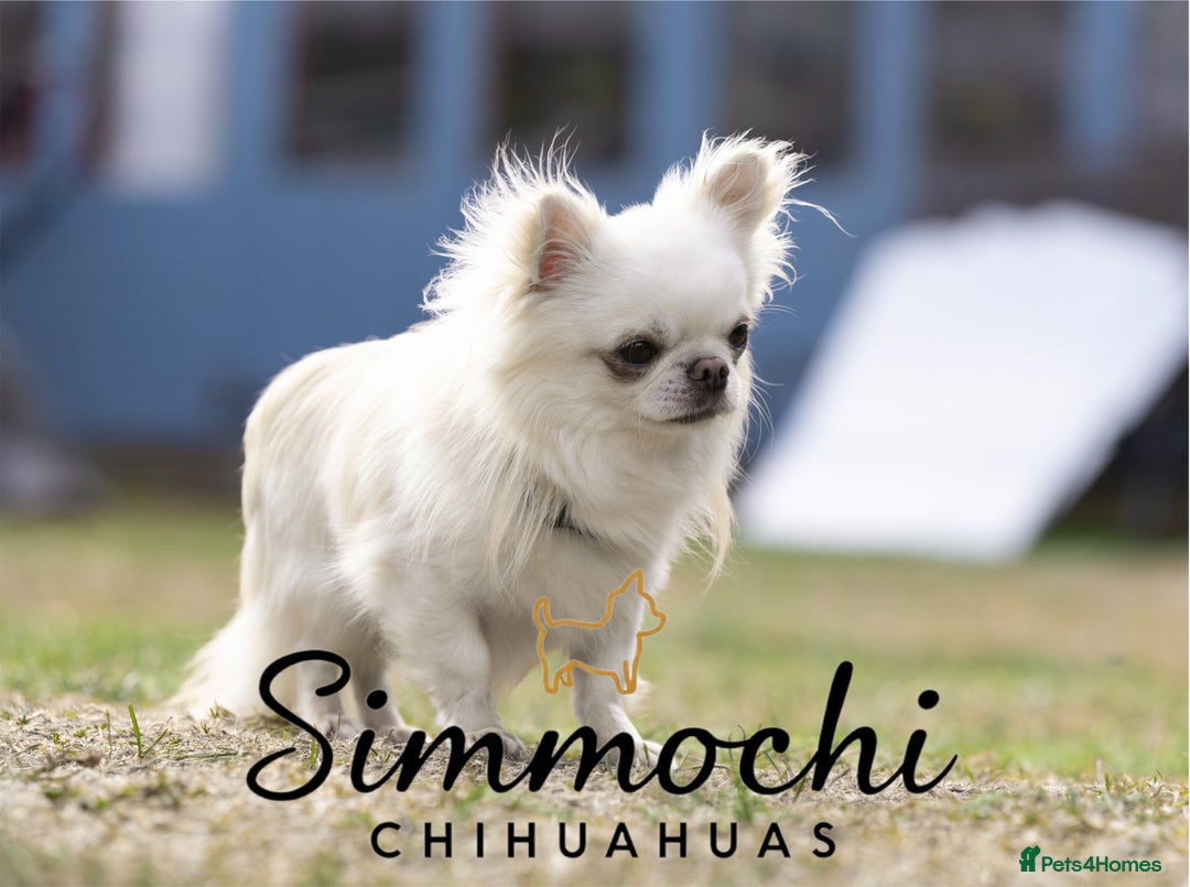 Chihuahua dogs for sale: True quality long coat  - Advert 3